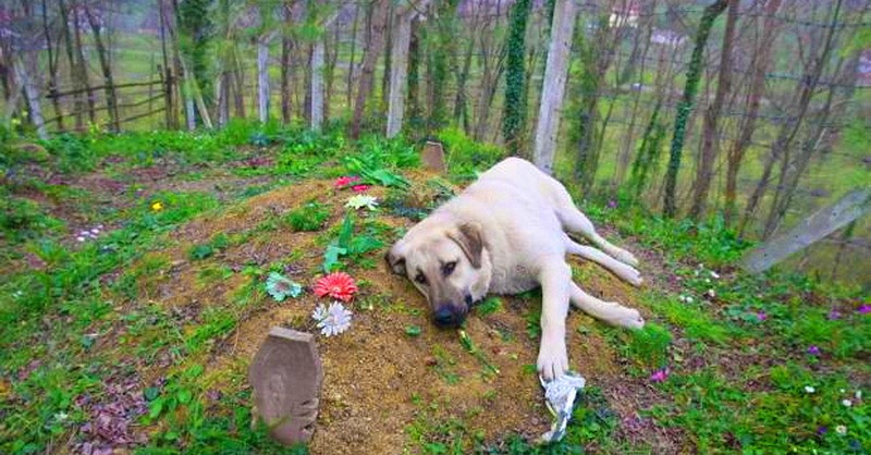Собака на могиле